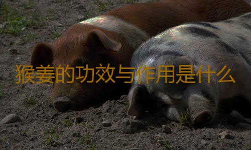 猴姜的功效与作用是什么呢