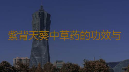 紫背天葵中草药的功效与作用