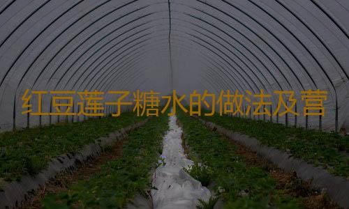 红豆莲子糖水的做法及营养价值有哪些