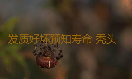 发质好坏预知寿命 秃头的男人更长寿