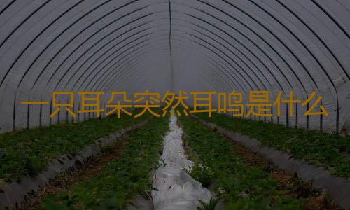一只耳朵突然耳鸣是什么原因