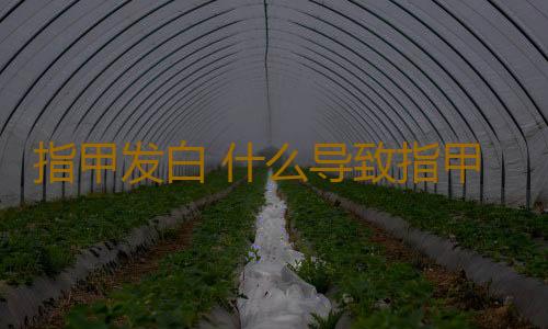 指甲发白 什么导致指甲发白的