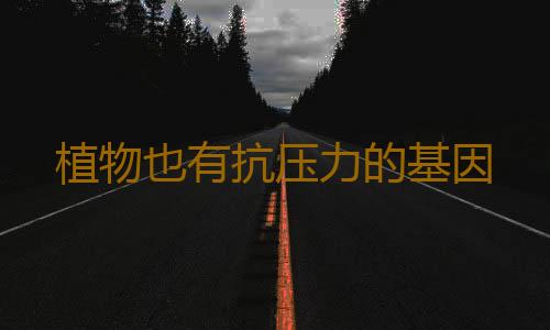 植物也有抗压力的基因