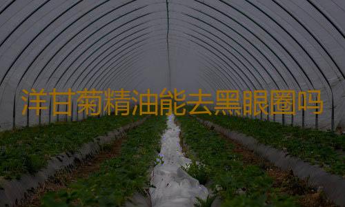 洋甘菊精油能去黑眼圈吗