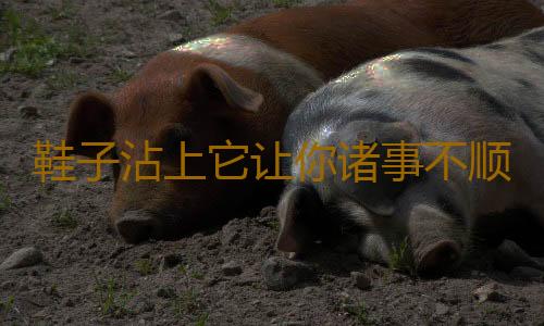 鞋子沾上它让你诸事不顺