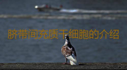 脐带间充质干细胞的介绍