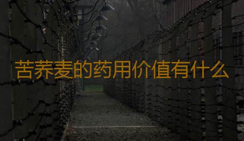 苦荞麦的药用价值有什么