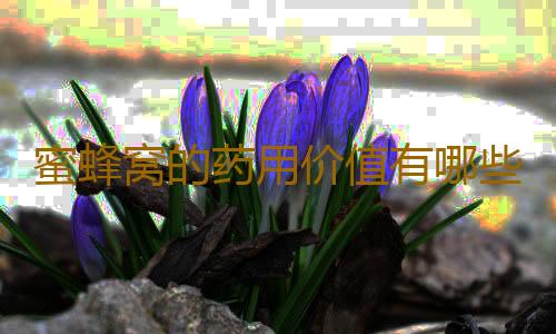 蜜蜂窝的药用价值有哪些呢