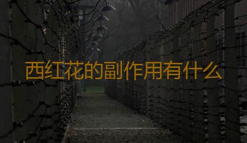 西红花的副作用有什么