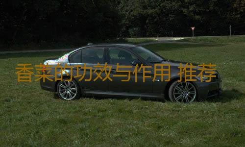 香菜的功效与作用 推荐两道香菜佳肴